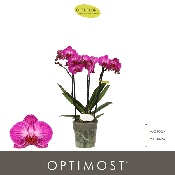 Phalaenopsis Multiflora 3-t Roma
