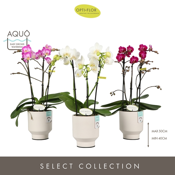 Phalaenoopsis Multiflora 3-t Sensual Mixtray in Emilia White Aquo
