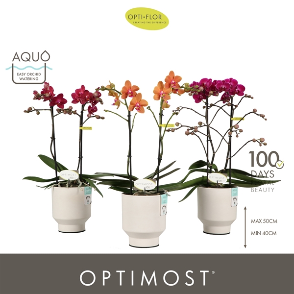 Phalaenopsis Multiflora 2-t Spicy Mixtray in Emilia White Aqou