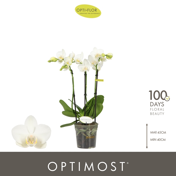Phalaenopsis Multiflora 3-t Amabilis