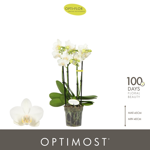 Phalaenopsis Multiflora 4-t Amabilis
