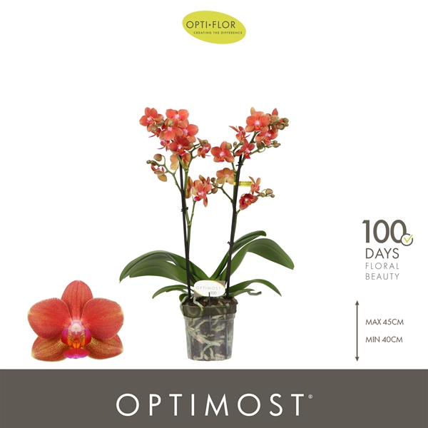 Phalaenopsis Multiflora 2-t Thor