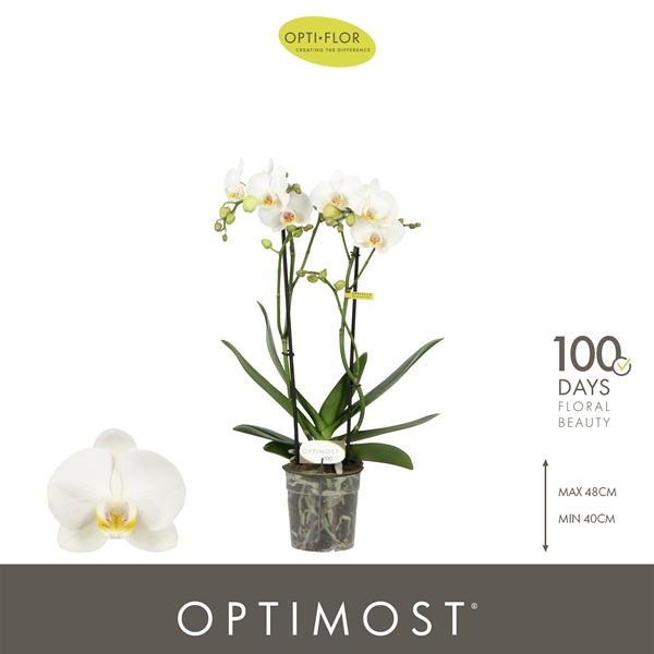 Phalaenopsis Multiflora 2-t Zeus