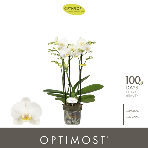 Phalaenopsis Multiflora 3-t Zeus