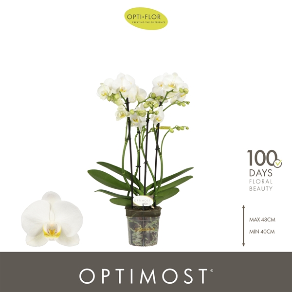 Phalaenopsis Multiflora 4-t Zeus