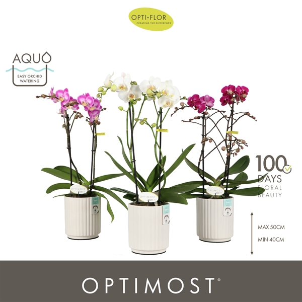 Phalaenopsis Multiflora 2-t Sensual Mixtray in Molise White Aquo