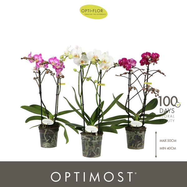 Phalaenopsis Multiflora 2-t Sensual Mixtray