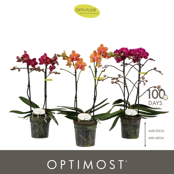 Phalaenopsis Multiflora 2-t Spicy Mixtray
