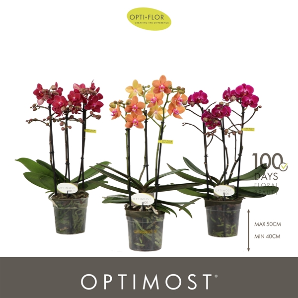 Phalaenopsis Multiflora 3-t Spicy Mixtray