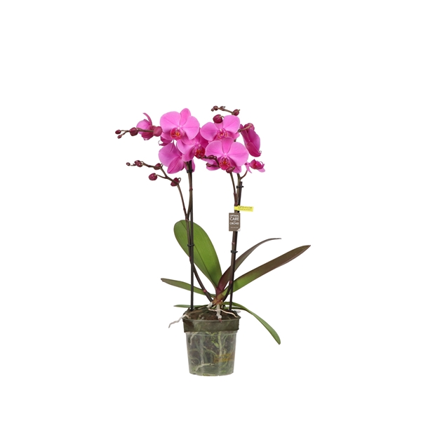 Phalaenopsis 2-t Tidi Pink