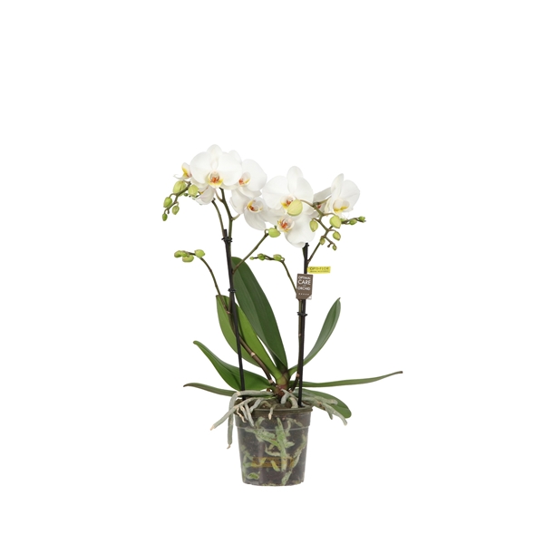 Phalaenopsis 2-t Tidi Weiss