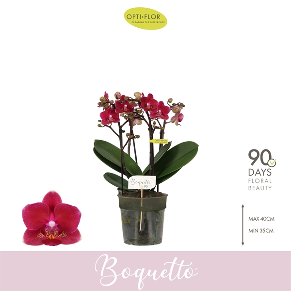 Phalaenopsis Boquetto Whisper 