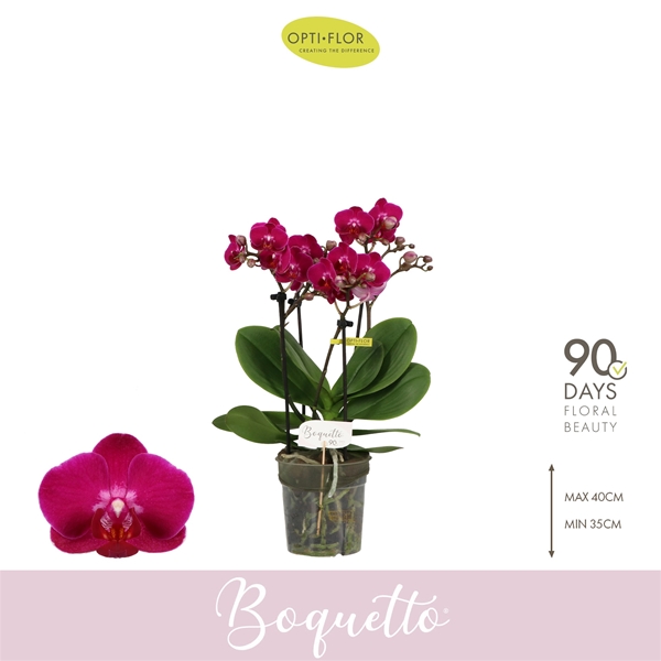 Phalaenopsis Boquetto Whisper 