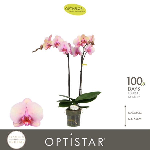 Phalaenopsis 2-t Adele
