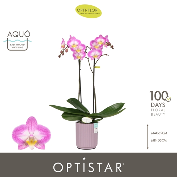 Phalaenopsis 2-t Carey in Molise Lilac Aquo