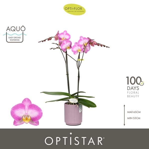 Phalaenopsis 2-t Carey in Molise Lilac Aquo