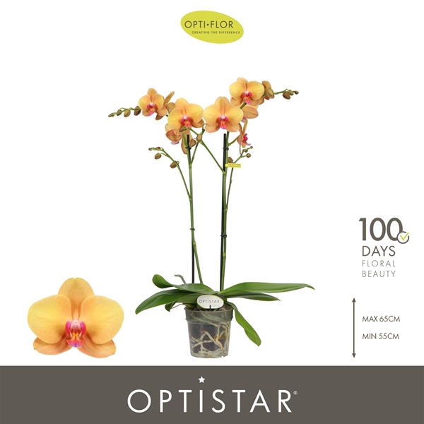 Phalaenopsis 2-t Deshi