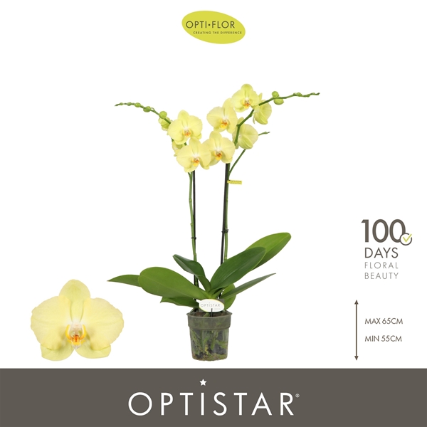 Phalaenopsis 2-t Ferrara