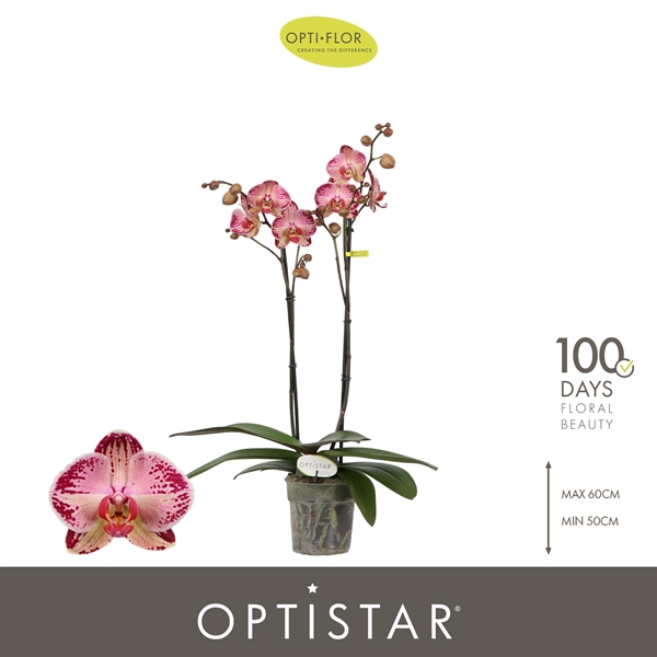 Phalaenopsis 2-t Gaga