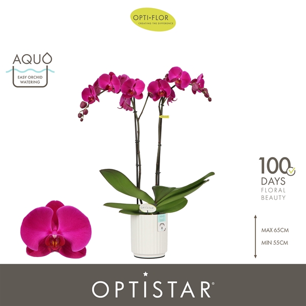 Phalaenopsis 2-t Lopez in Molise White Aquo