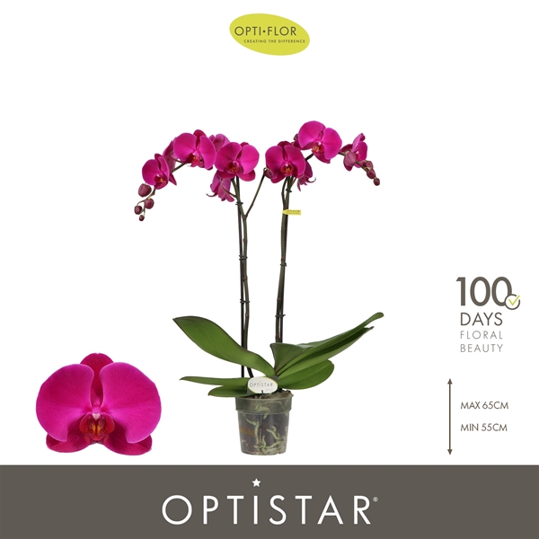Phalaenopsis 2-t Lopez