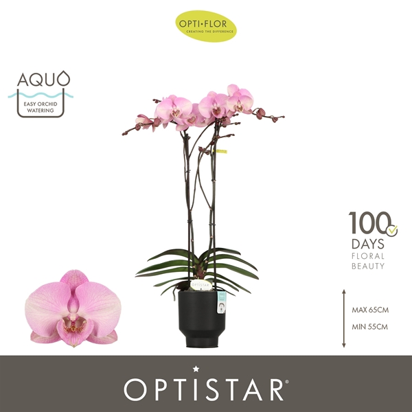 Phalaenopsis 2-t Madonna in Emilia Dark Brown Aquo