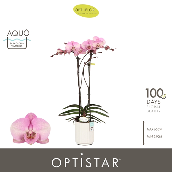 Phalaenopsis 2-t Madonna in Molise White Aquo