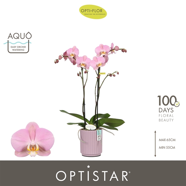 Phalaenopsis 2-t Padova in Molise Lilac Aquo