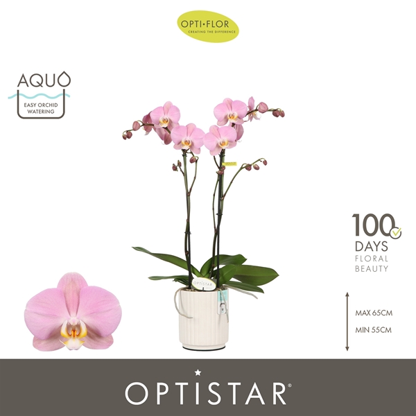 Phalaenopsis 2-t Padova in Molise White Aquo