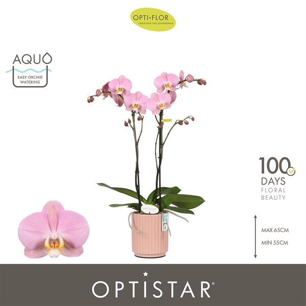 Phalaenopsis 2-t Padova in Molise Salmon Aquo
