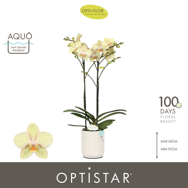 Phalaenopsis 2-t Shakira in Molise White Aquo
