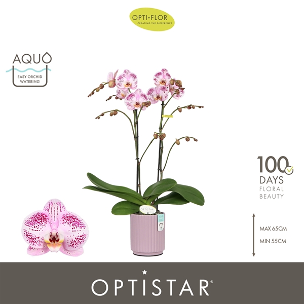 Phalaenopsis 2-t Sorano in Molise Lilac Aquo