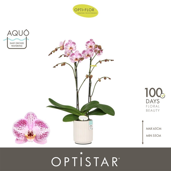 Phalaenopsis 2-t Sorano in Molise White Aquo