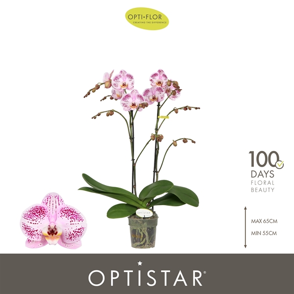 Phalaenopsis 2-t Sorano
