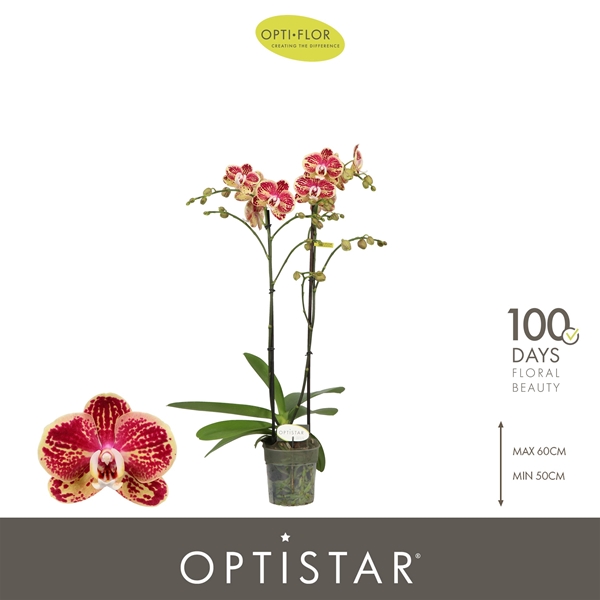 Phalaenopsis 2-t Spears