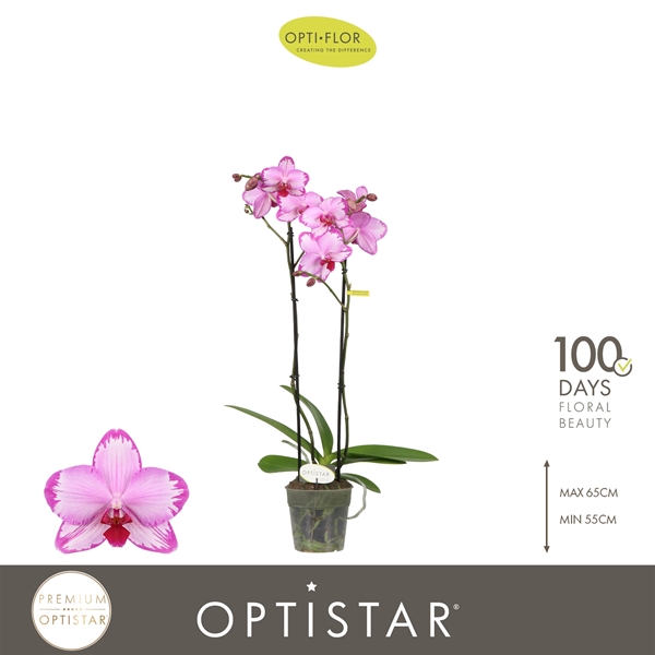 Phalaenopsis 2-t Toshi