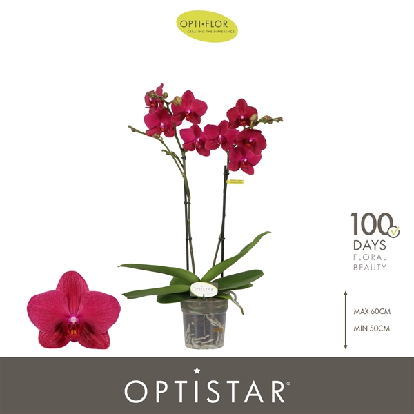 Phalaenopsis 2-t Travolta