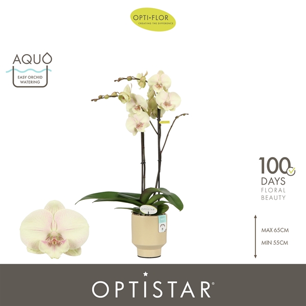 Phalaonopsis 2-t Turner in Emilia Sand Aquo