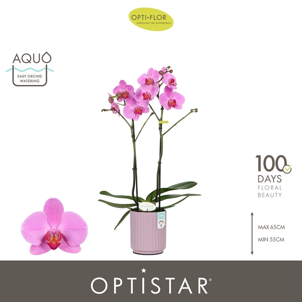 Phalaenopsis 2-t Yoko in Molise Lilac Aquo