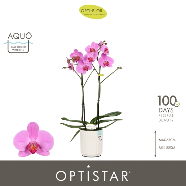 Phalaenopsis 2-t Yoko in Molise White Aquo