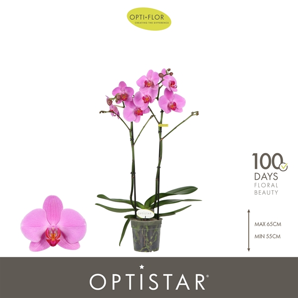 Phalaenopsis 2-t Yoko