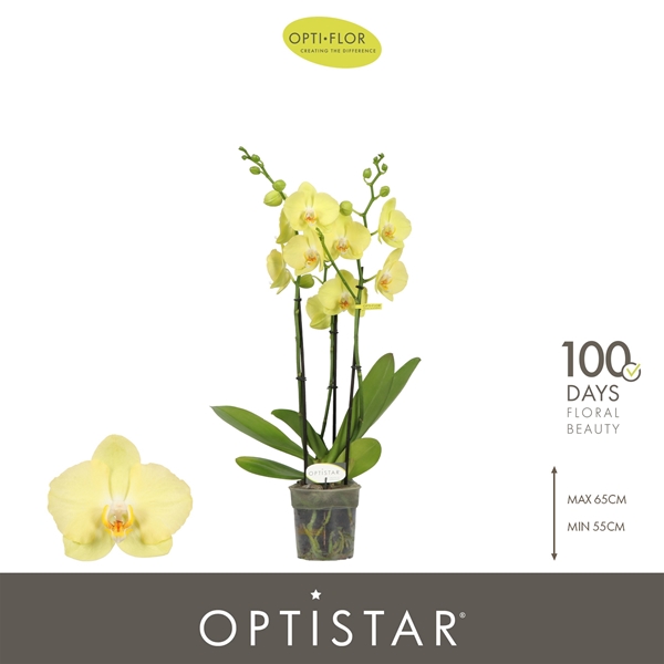 Phalaenopsis 3-t Ferrara