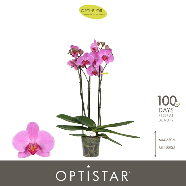 Phalaenopsis 3-t Yoko