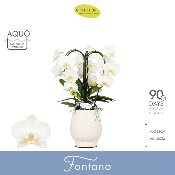 Phalaenopsis 3-t Fontano Bellagio in Abruzzo White Aquo