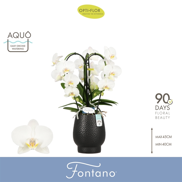 Phalaenopsis 3-t Fontano Bellagio in Abruzzo Black Aquo