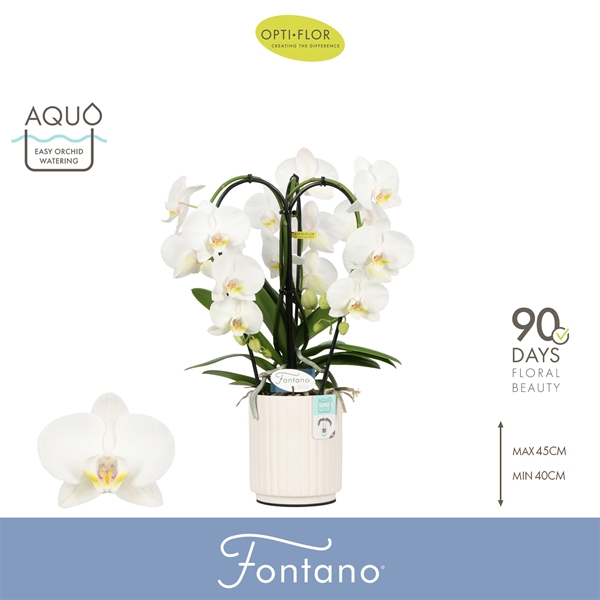 Phalaenopsis 3-t Fontano Bellagio in Molise White Aquo