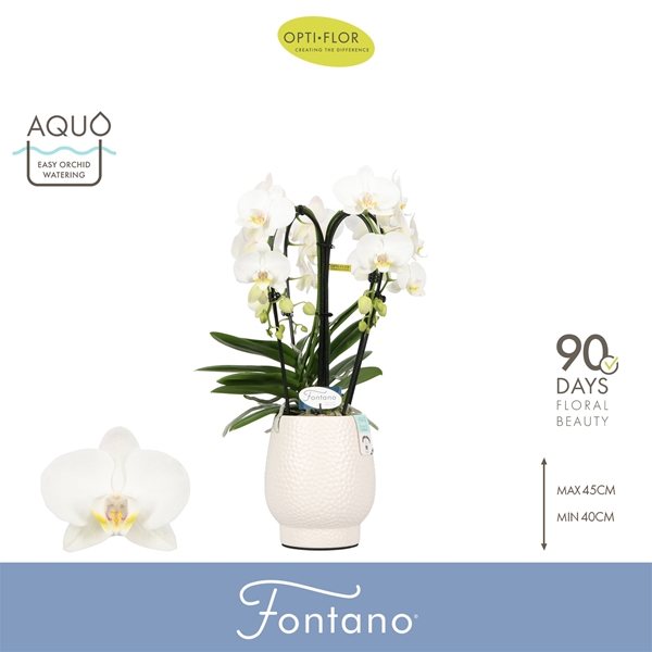 Phalaenopsis 4-t Fontano Bellagio in Abruzzo White Aquo