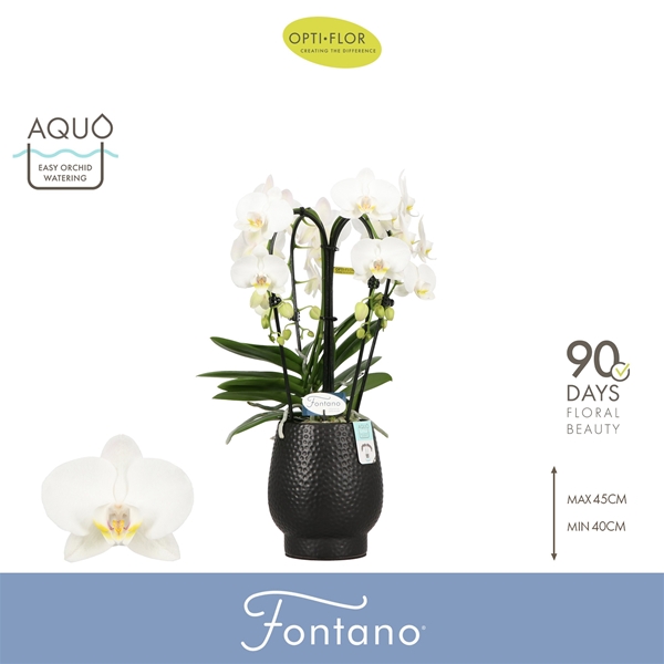 Phalaenopsis 4-t Fontano Bellagio in Abruzzo Black Aquo