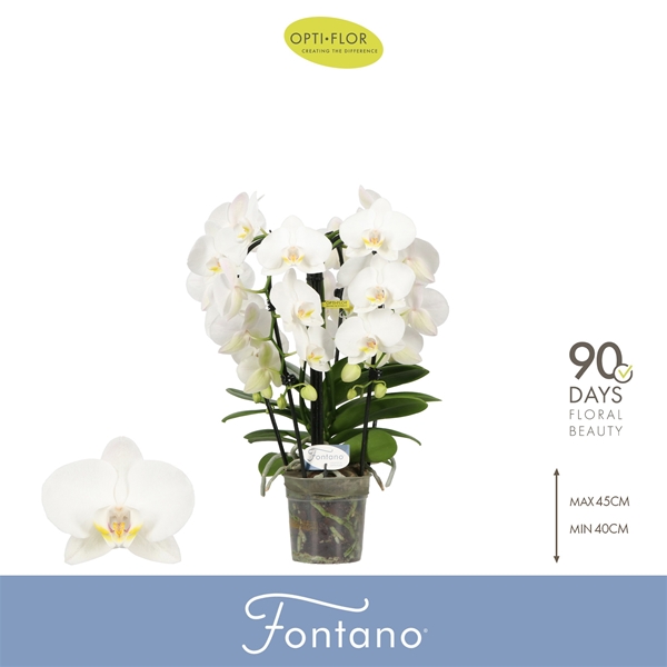Phalaenopsis 5-t Fontano Bellagio 