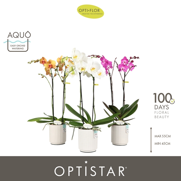 Phalaenopsis 2-t Hollywood Mixtray in Molise White Aquo